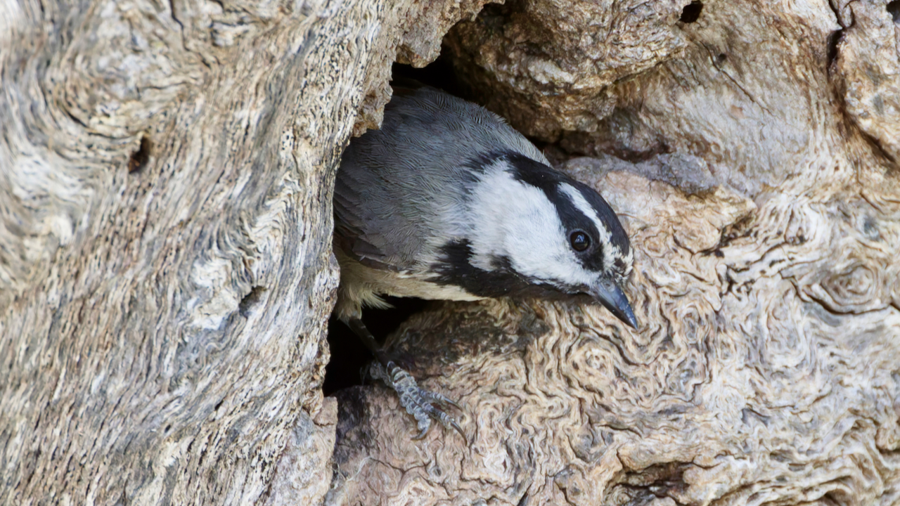 Mountain Chickadee