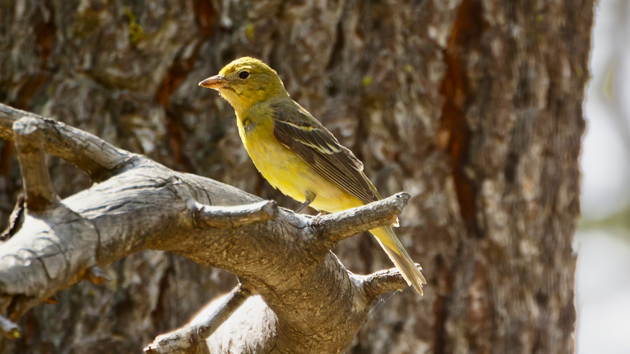 Western Tanager