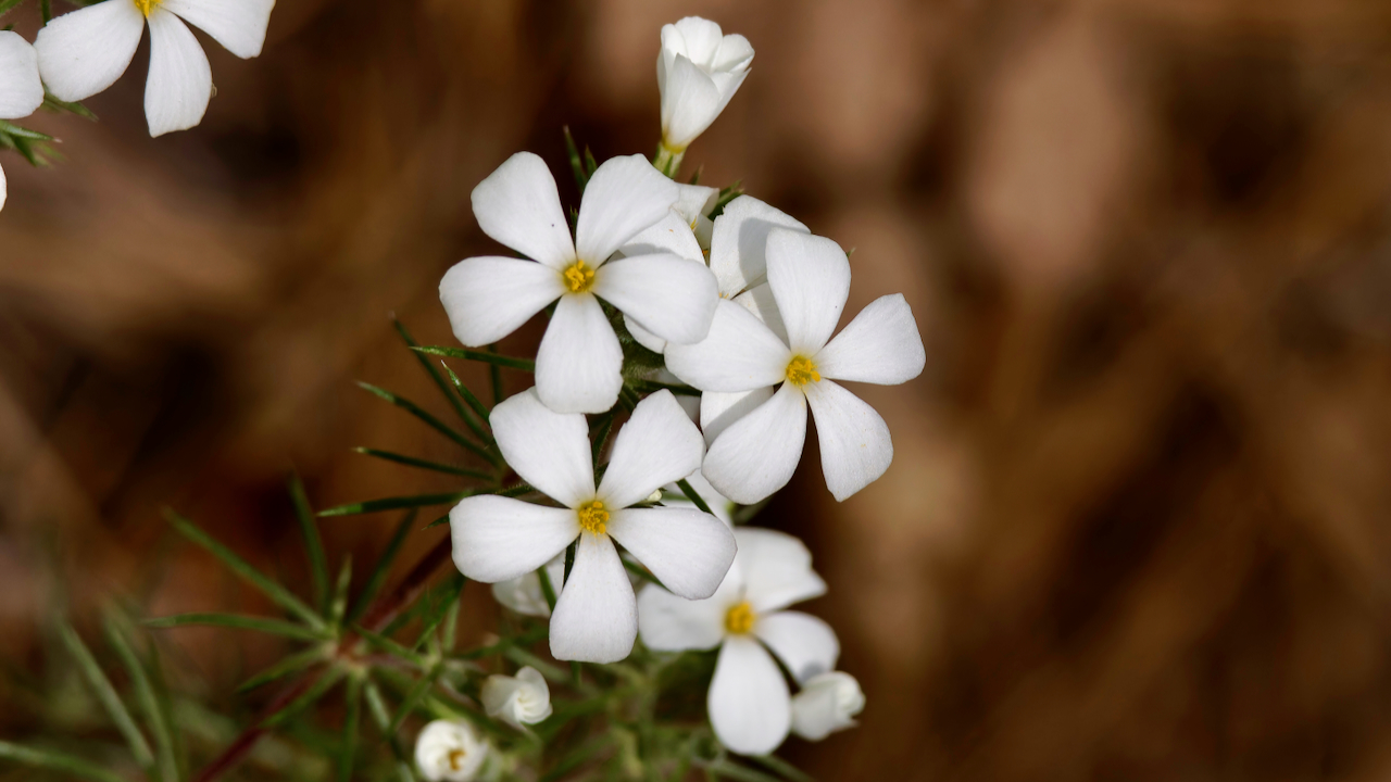 Many-flower linanthus