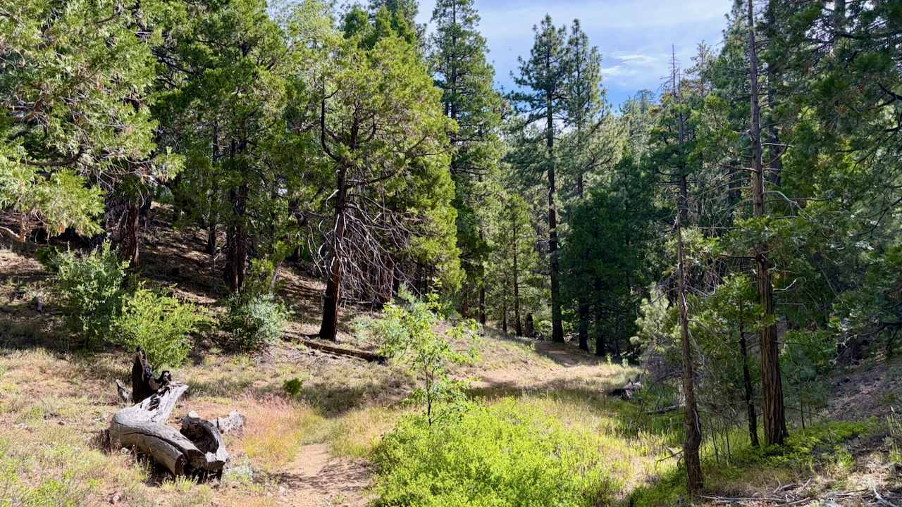 Trail View