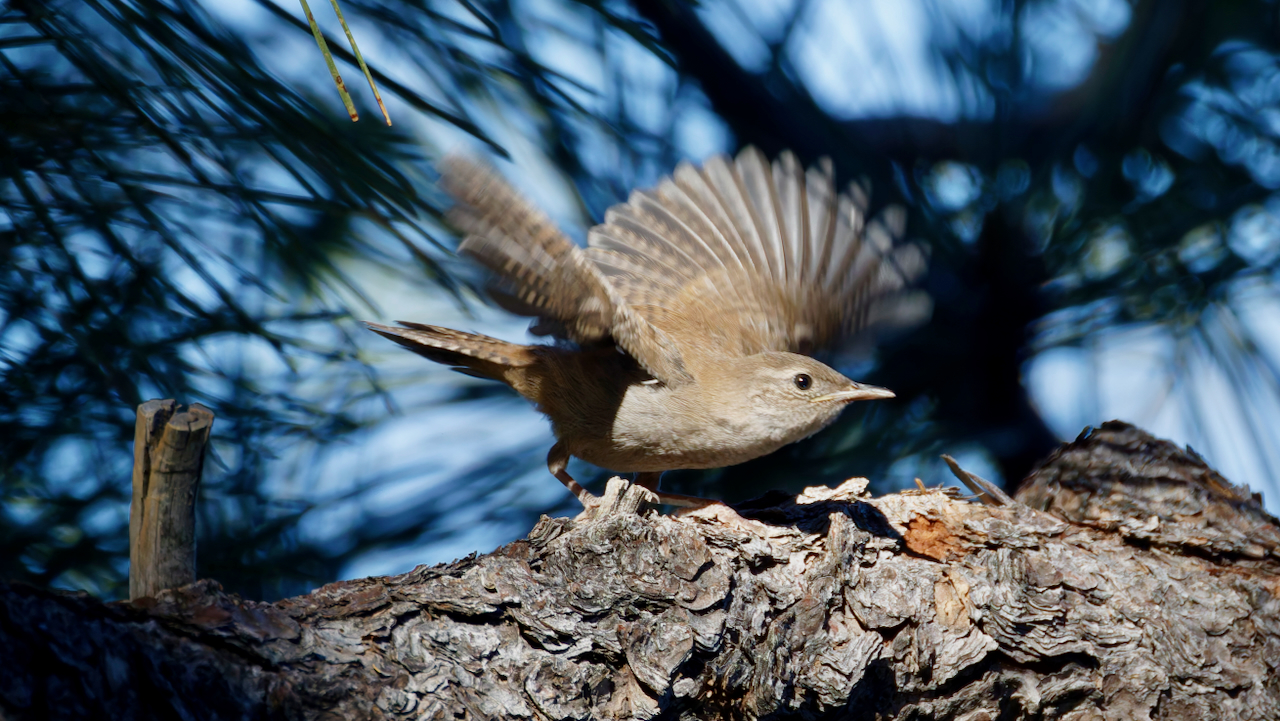 House Wren