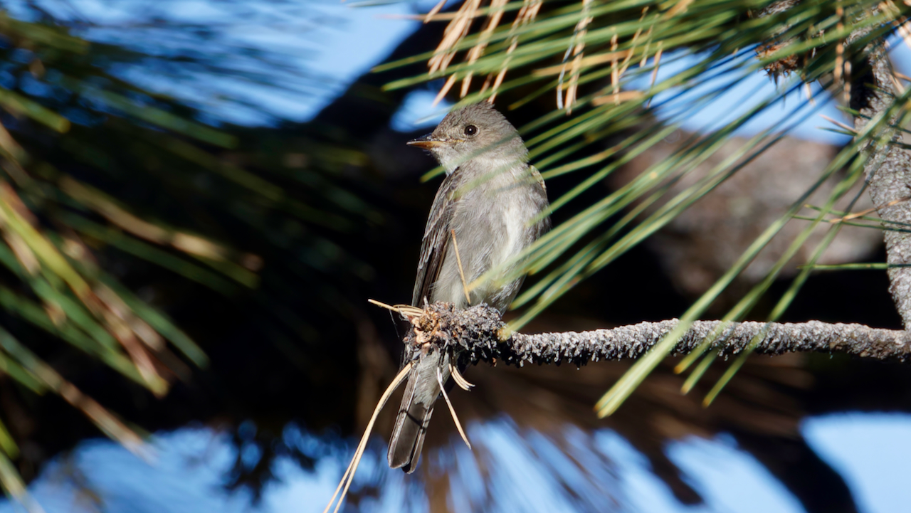 Western Wood-Pewee