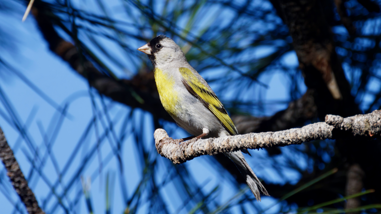 Lawrence’s Goldfinch