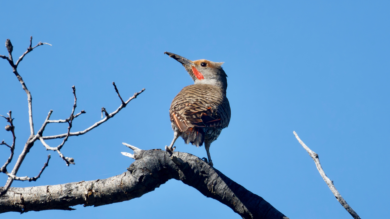 Northern Flicker