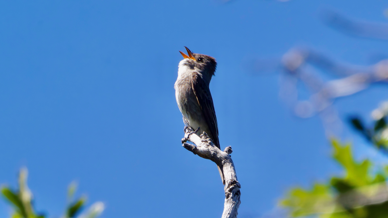 Olive-sided Flycatcher