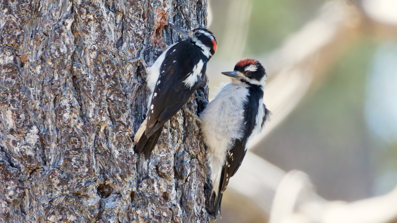 Hairy Woodpeckers