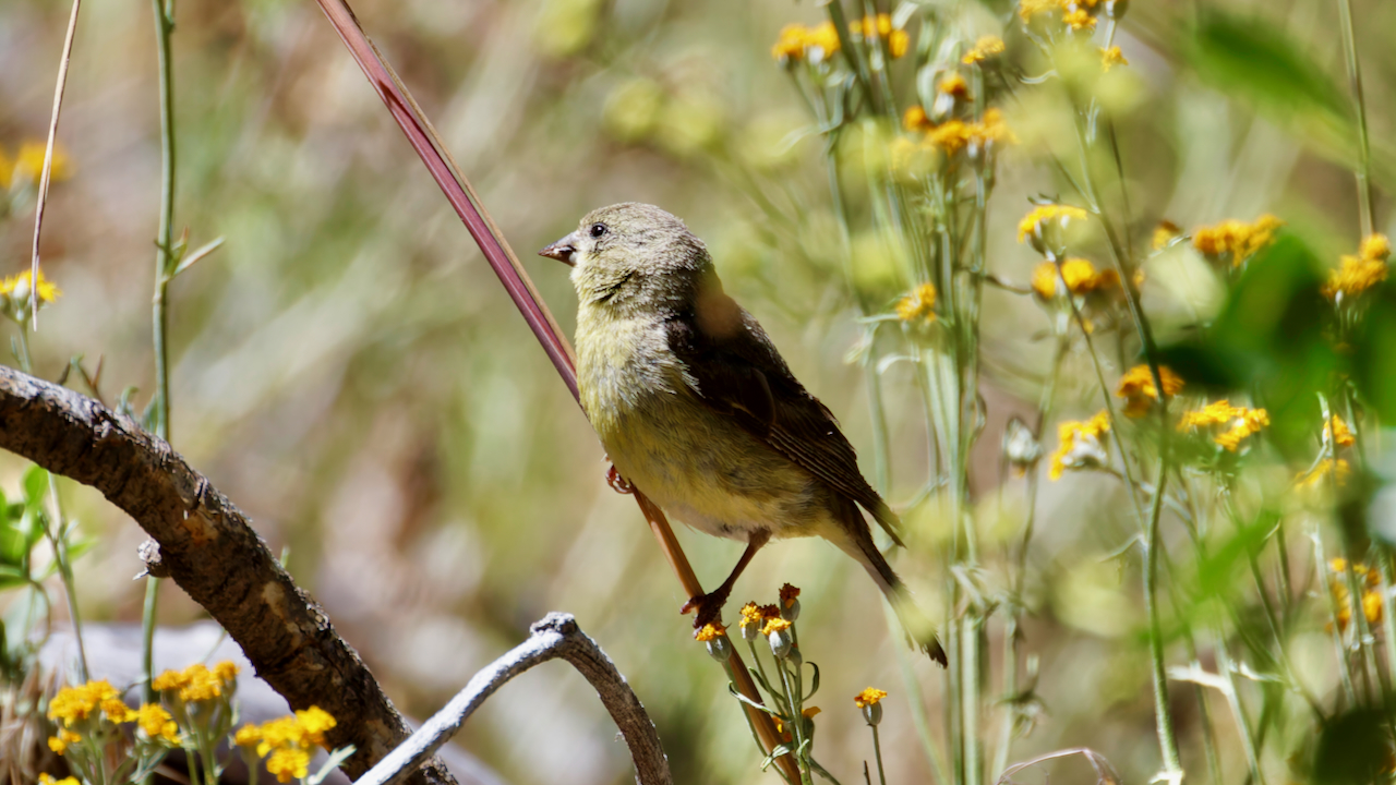Lesser Goldfinch
