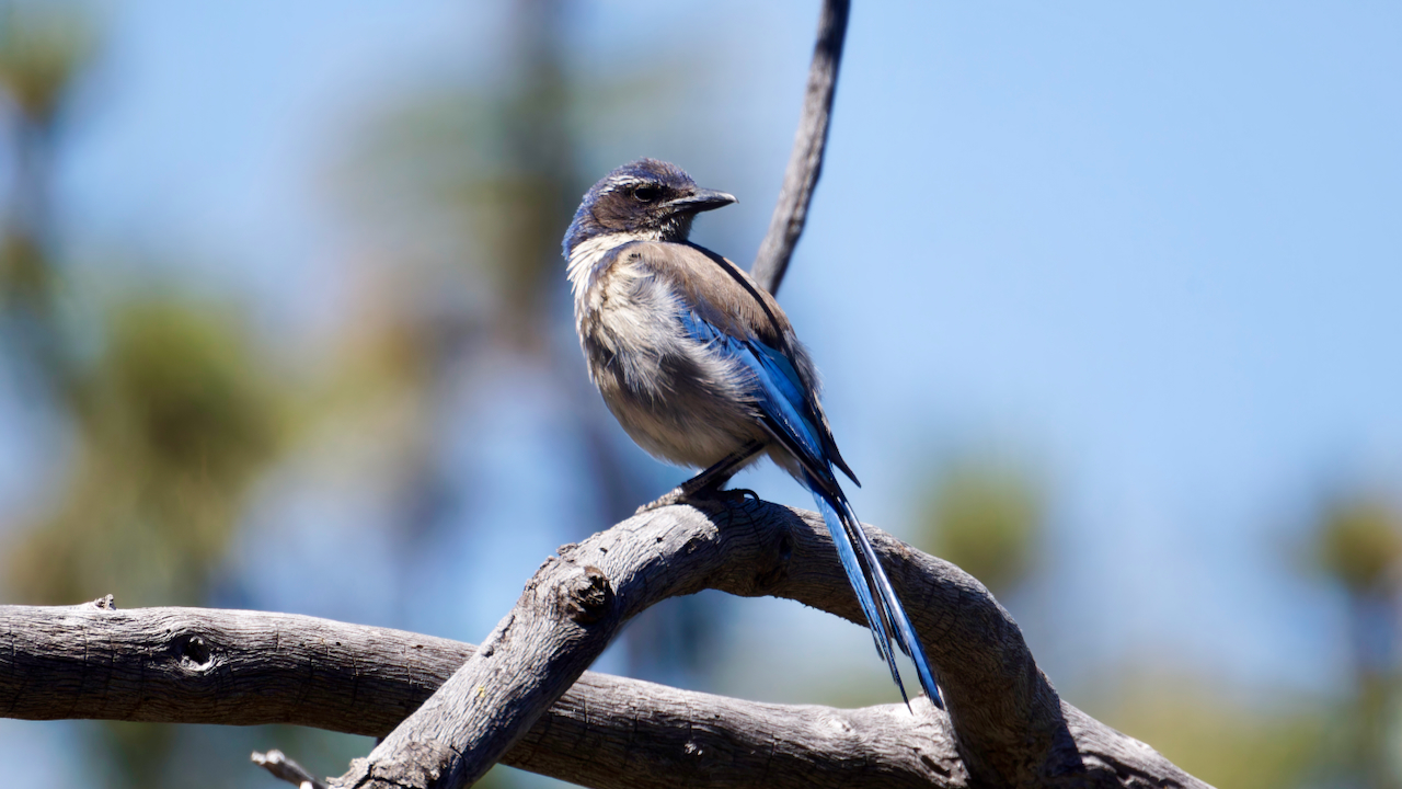 California Scrub-jay