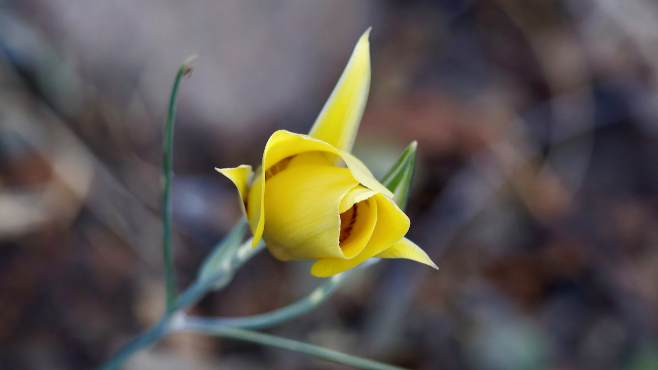 Goldenbowl mariposa lily