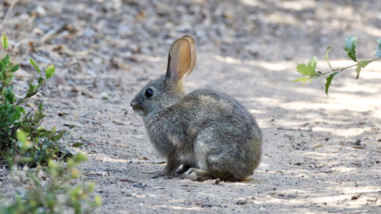 Brush Rabbit