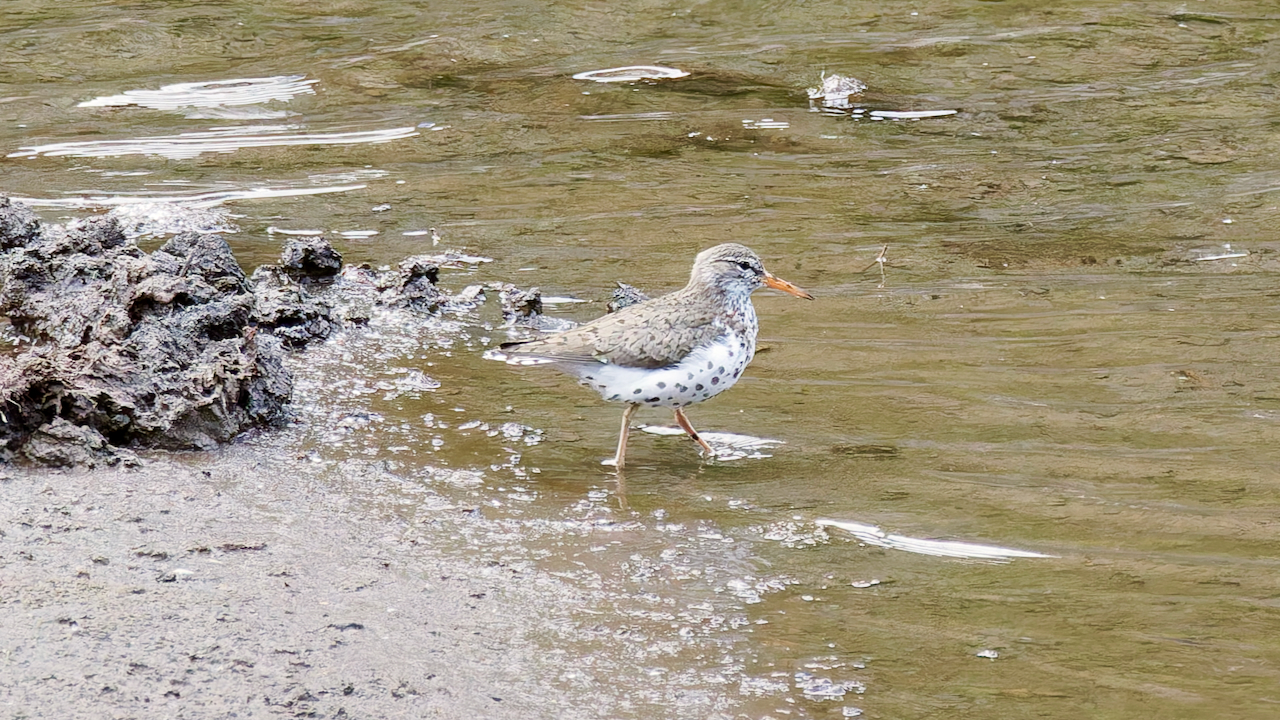 Spotted Sandpiper