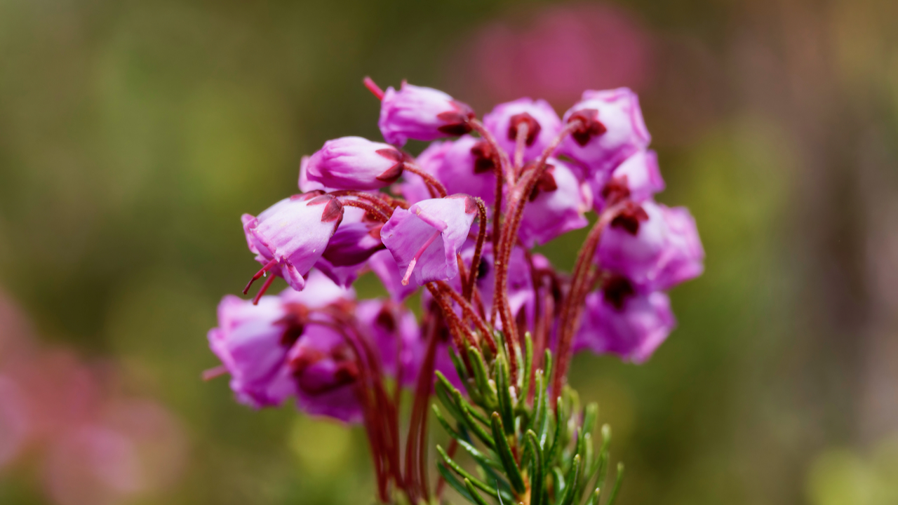 Pink mountainheath