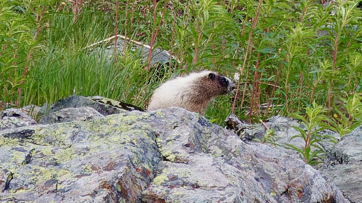 Hoary Marmot