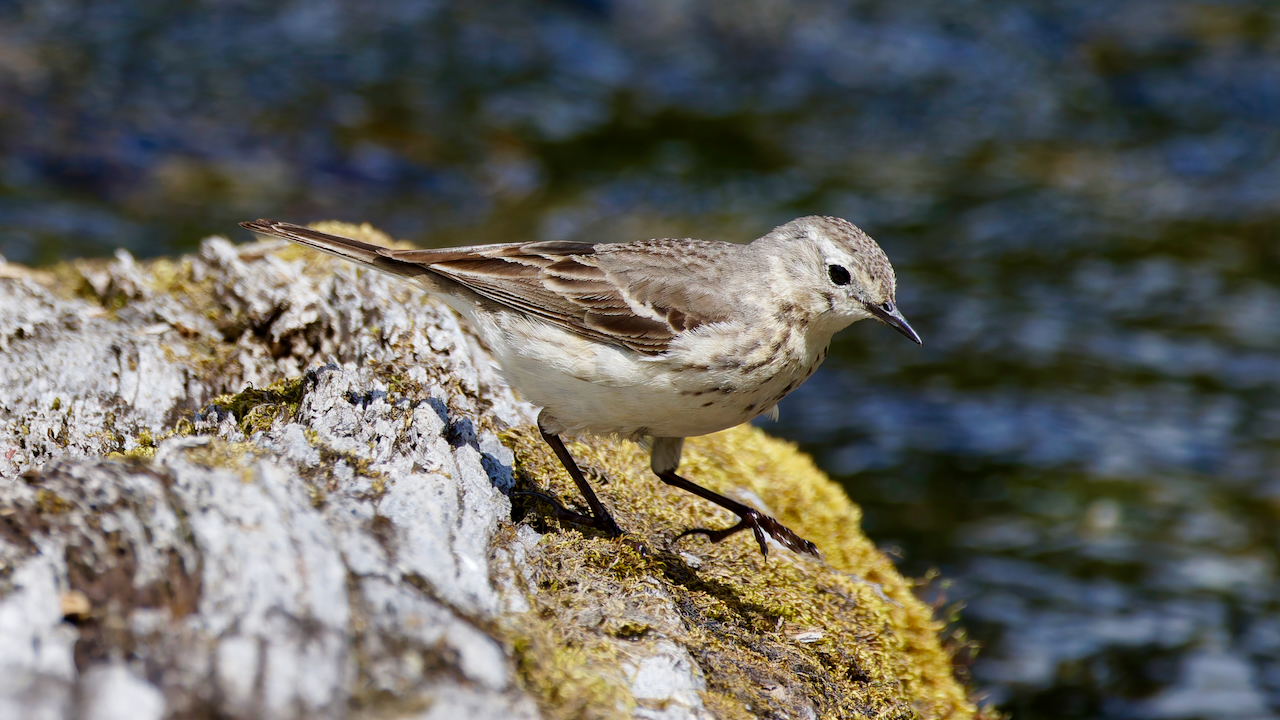American Pipit
