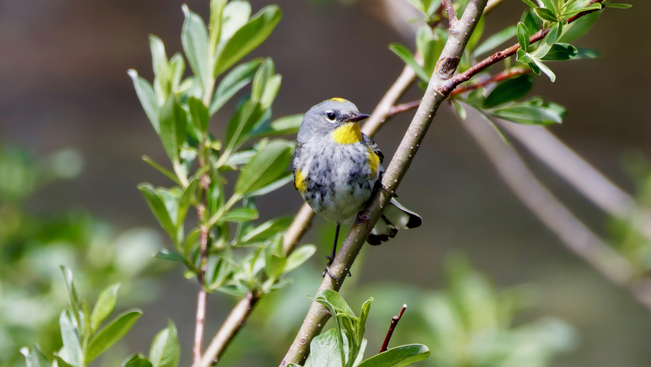 Yellow-rumped Warbler