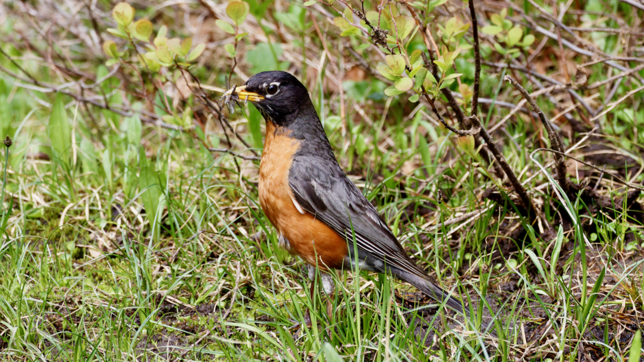 American Robin
