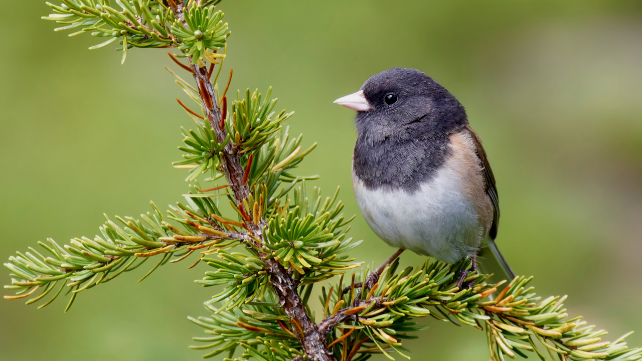 Dark-eyed Junco