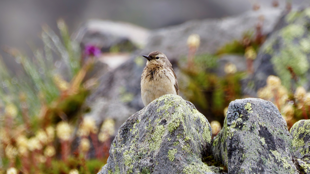 American Pipit