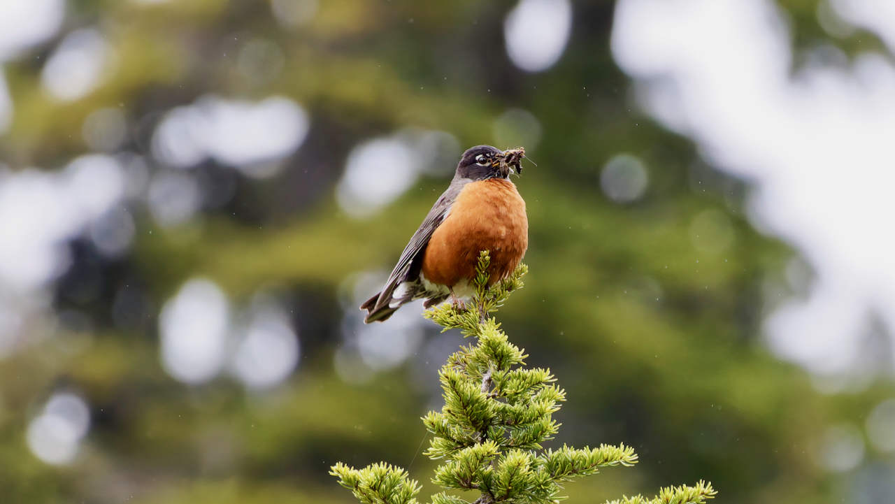 American Robin