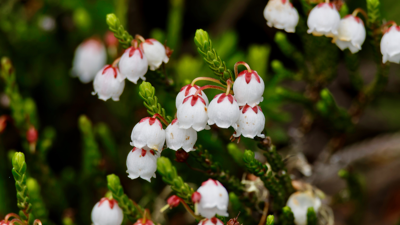 White heather