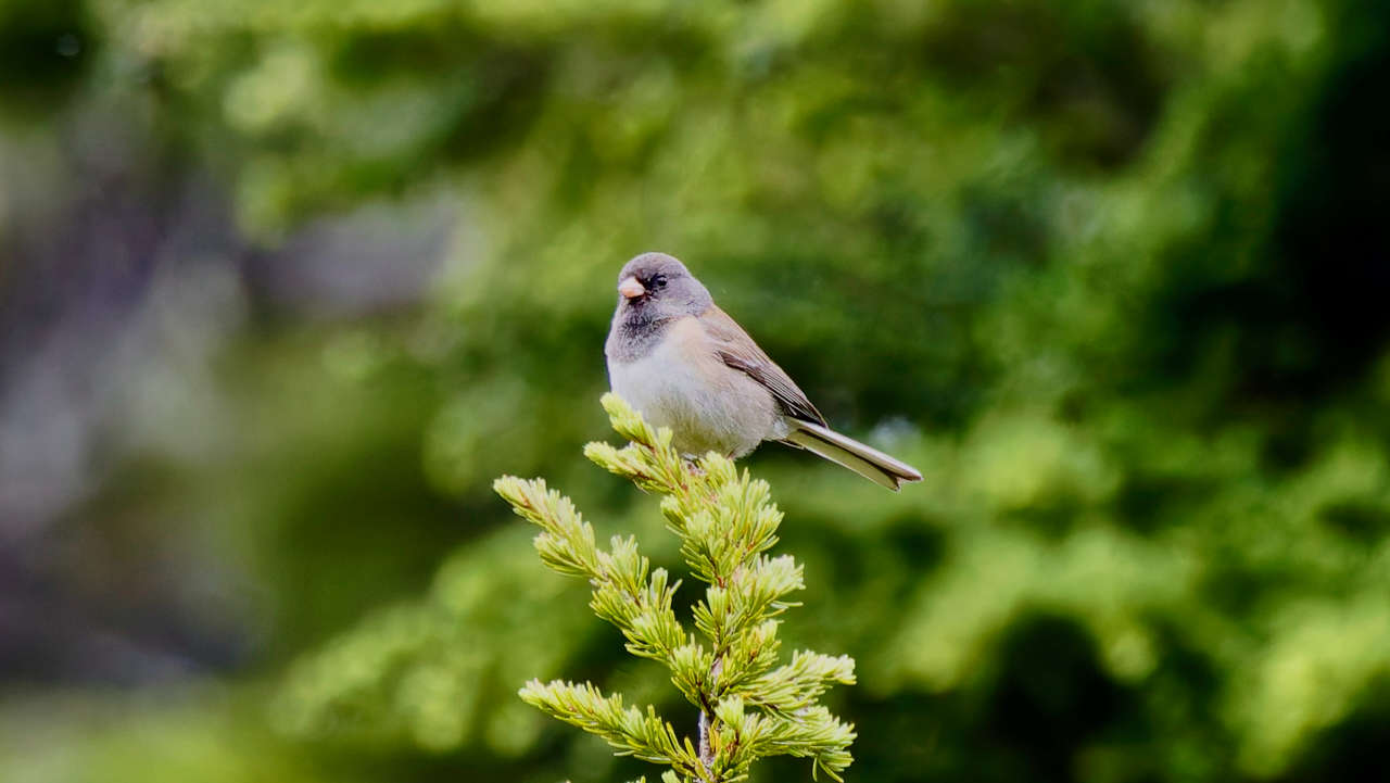 Dark-eyed Junco