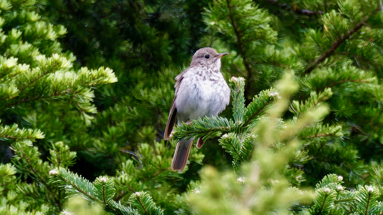 Hermit Thrush