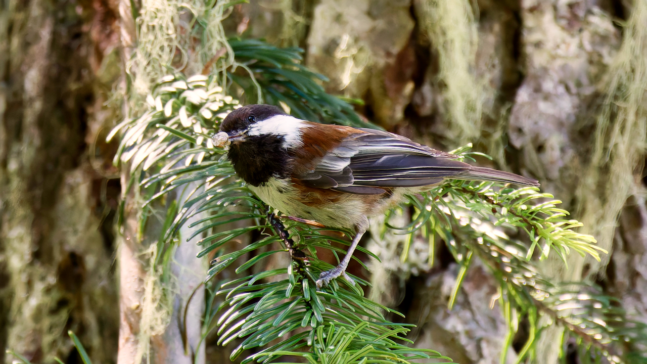 Chestnut-backed Chickadee