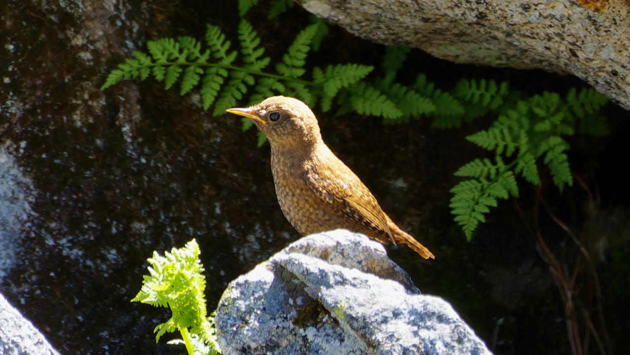 Pacific Wren