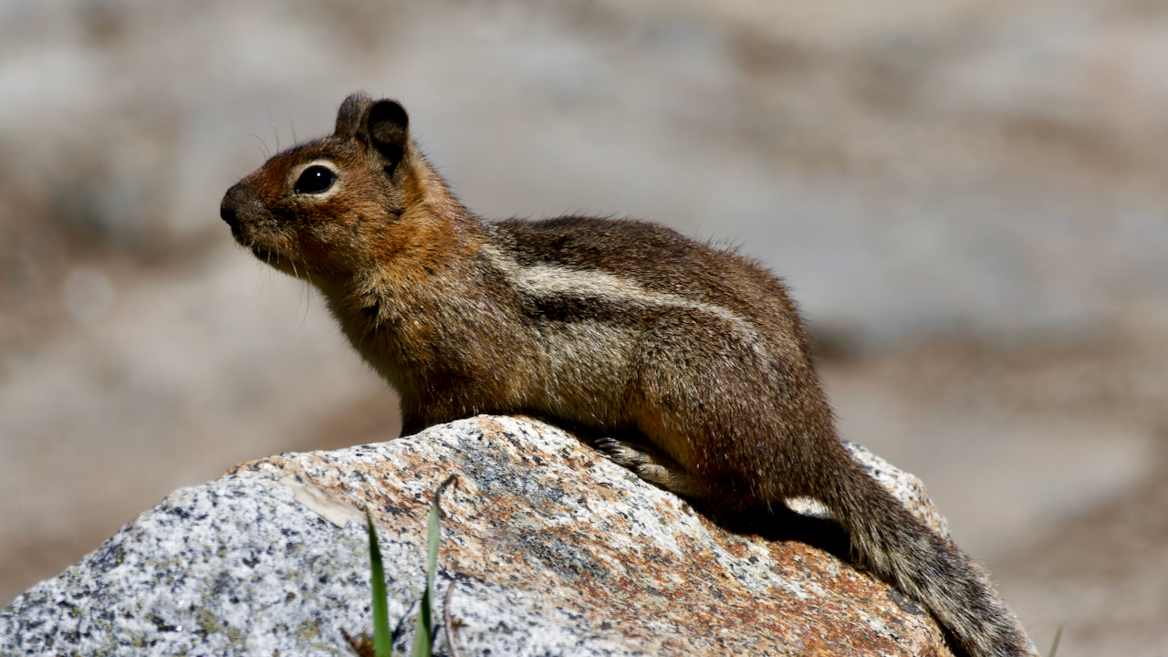 Golden-mantled Ground Squirrel
