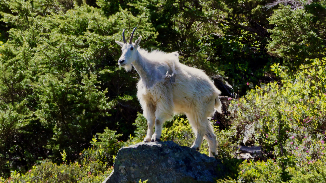 Mountain Goat