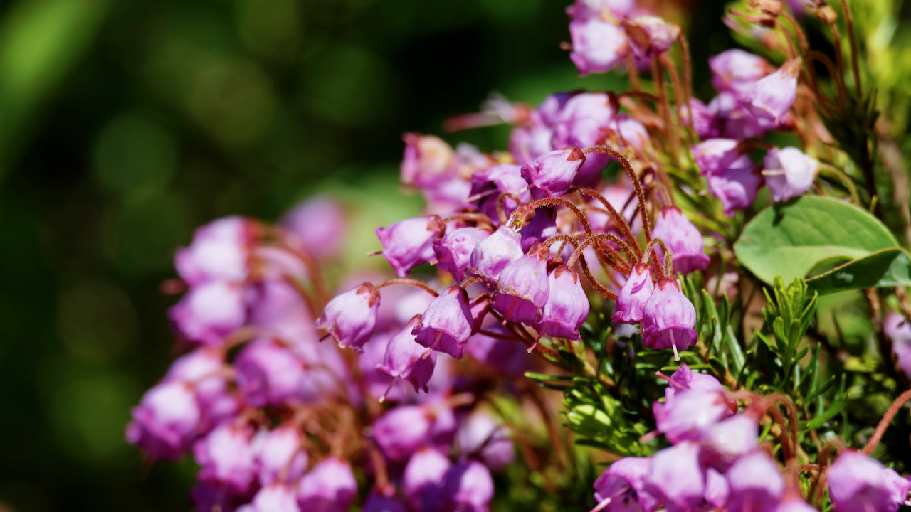 Pink mountain heather