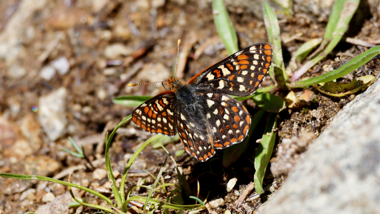 Anicia Checkerspot