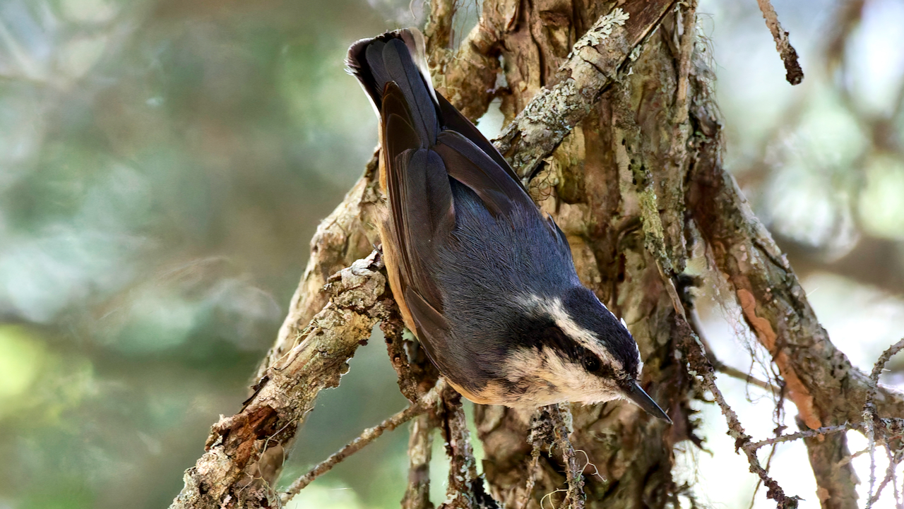 Red-breasted Nuthatch