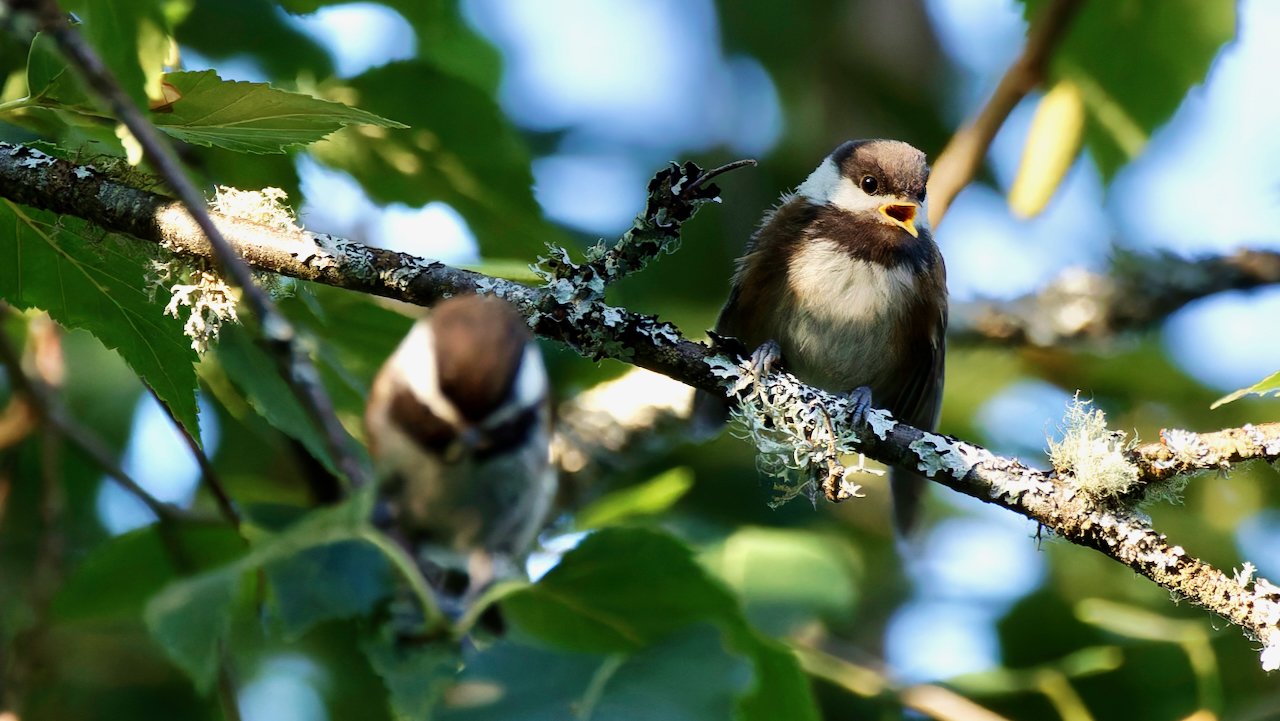Chestnut-backed Chickadees