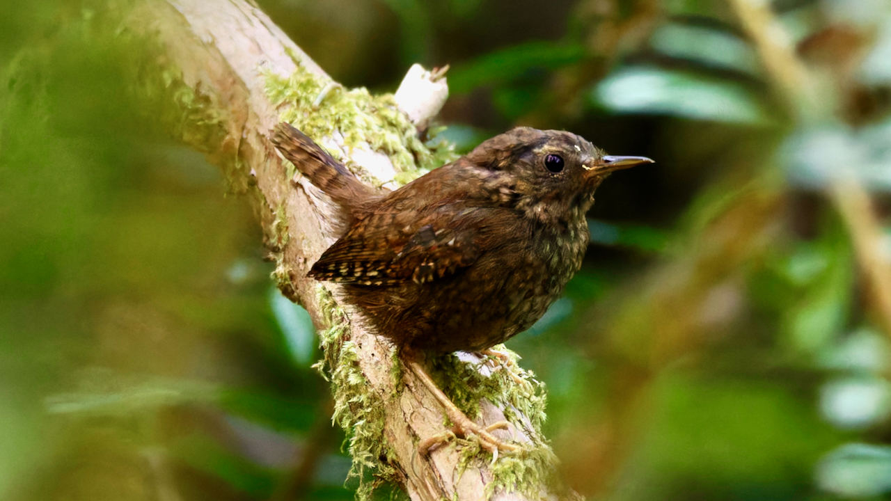 Pacific Wren