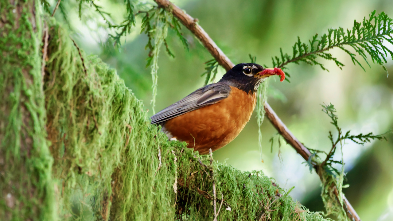 American Robin