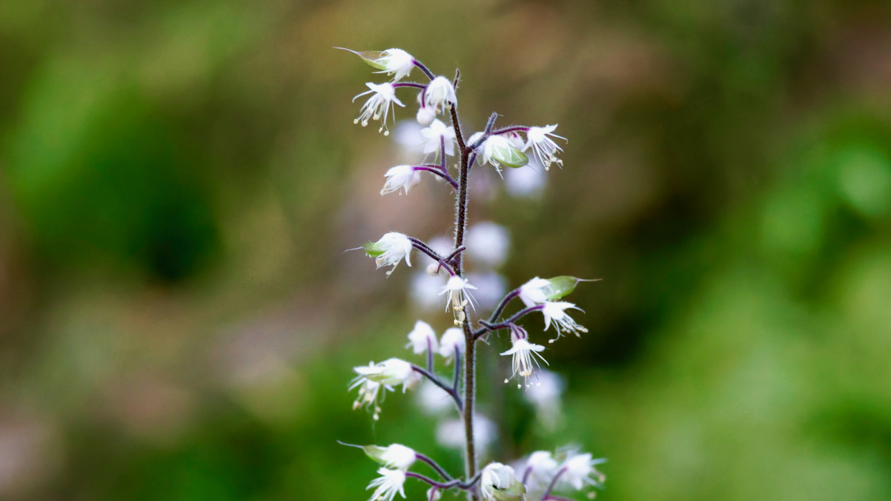 Threeleaf foamflower