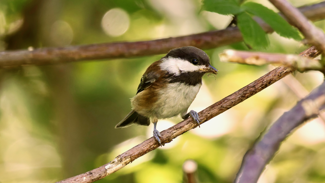 Chestnut-backed Chickadee