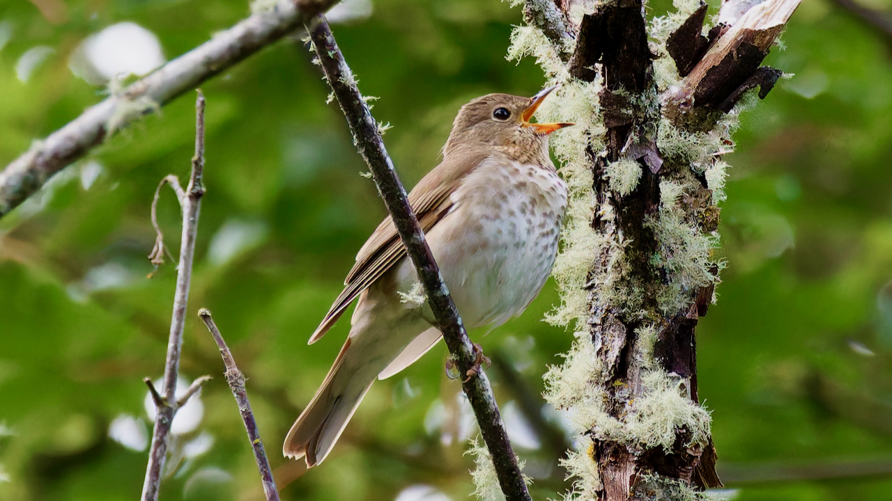 Swainson's Thrush