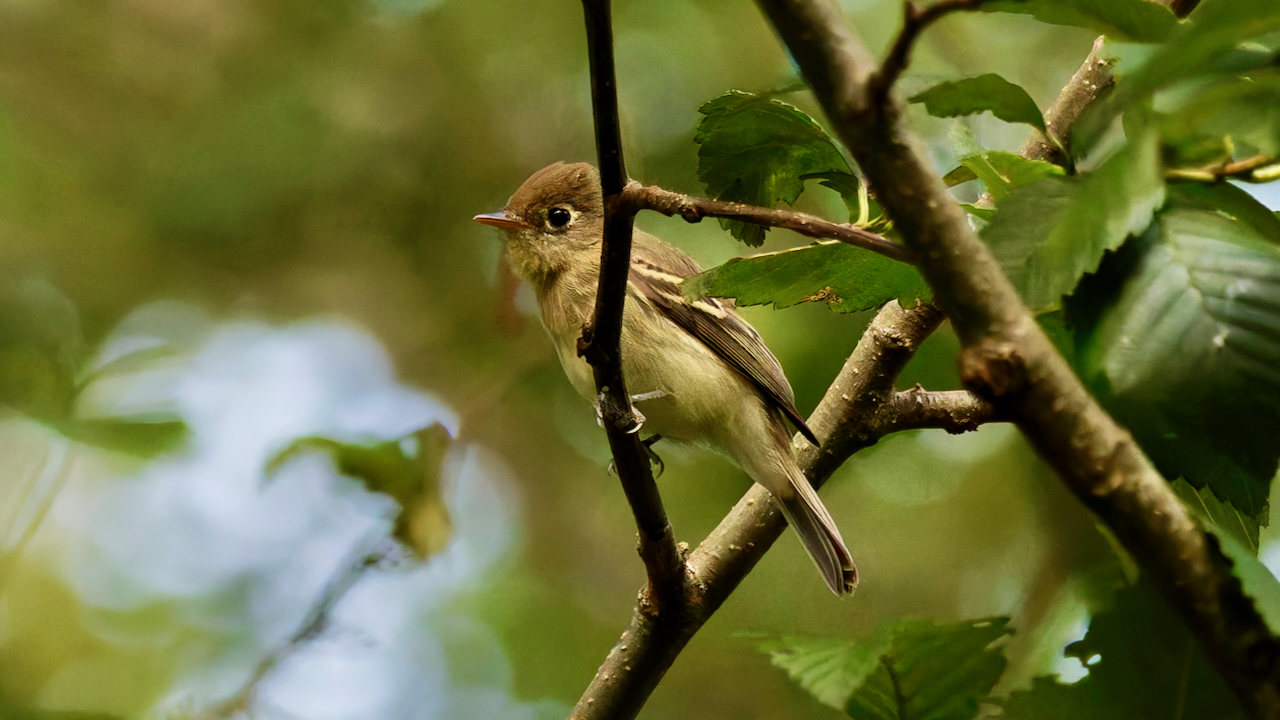 Western Flycatcher