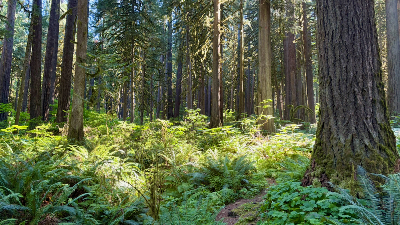 Trail View