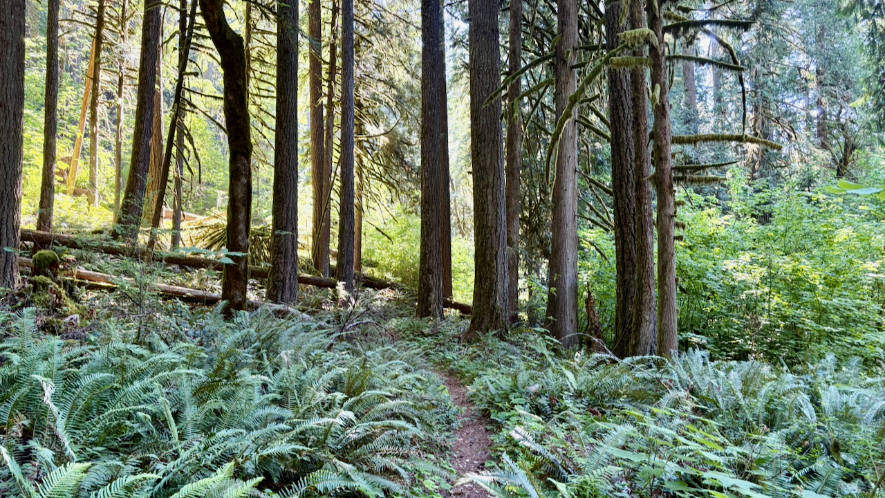 Trail View