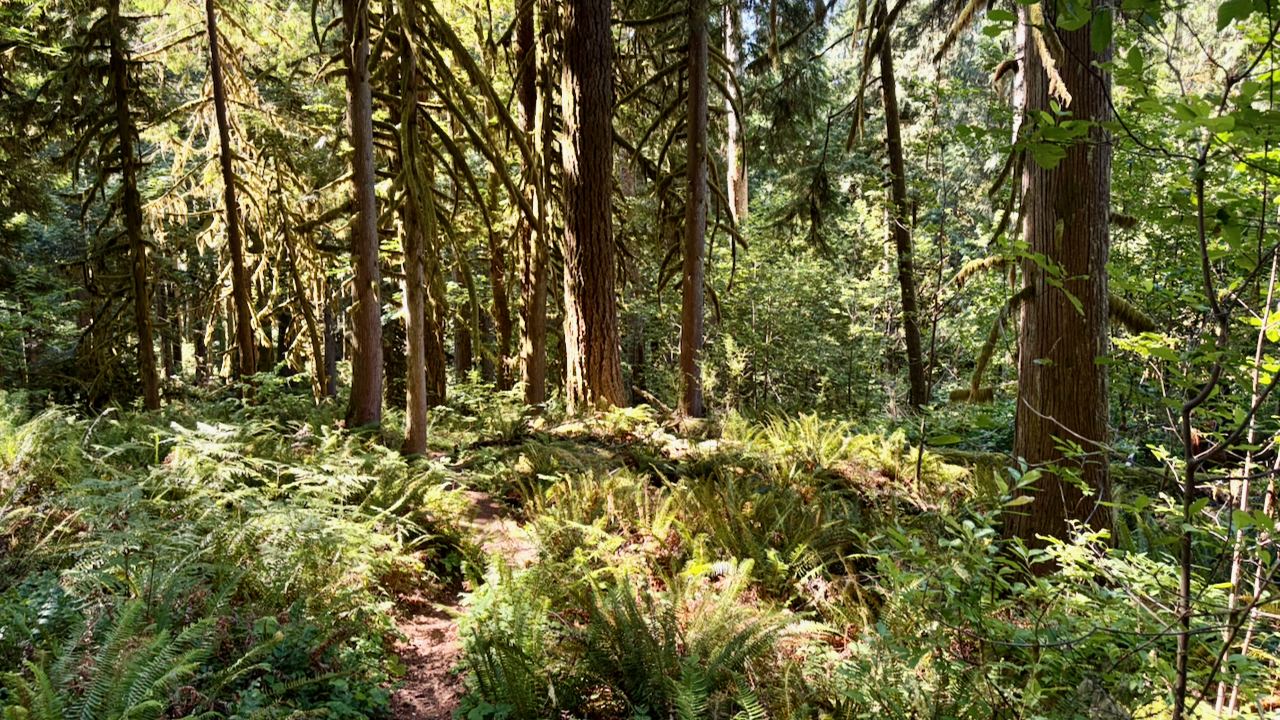 Trail View