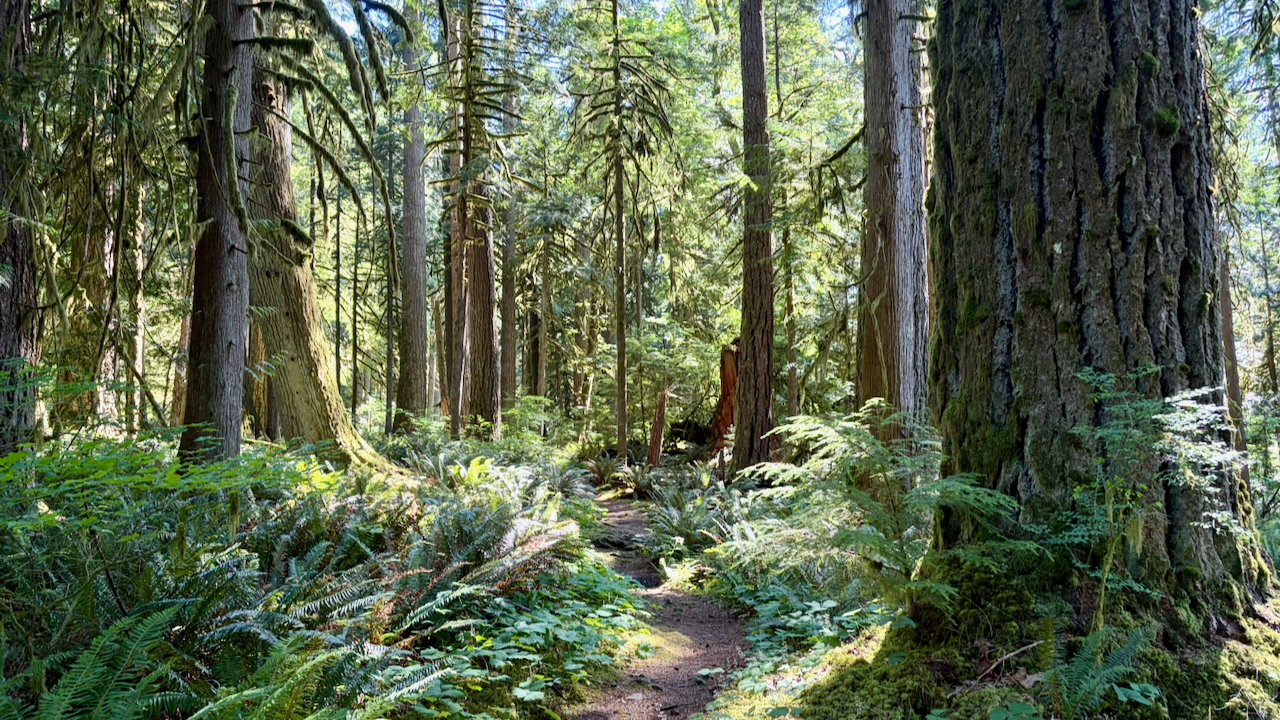 Trail View