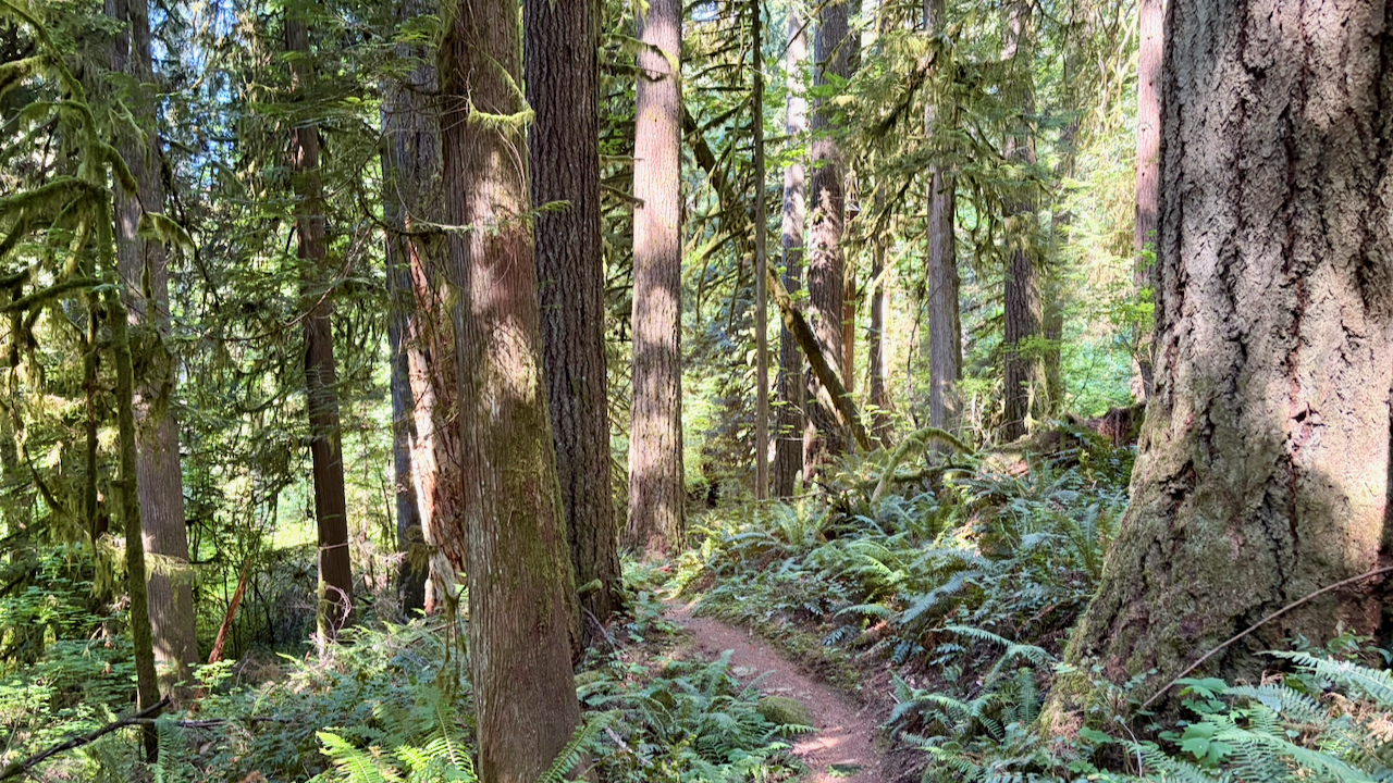 Trail View