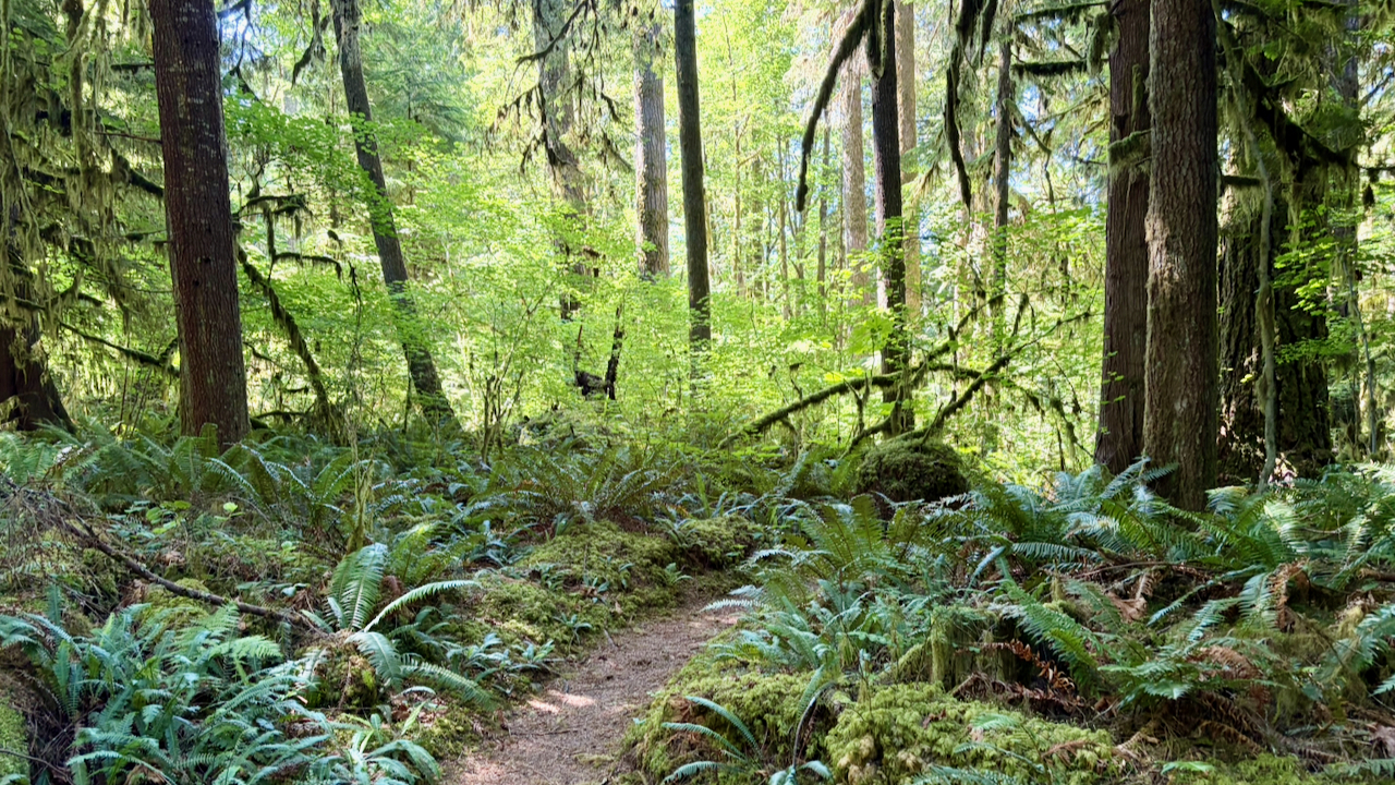 Trail View