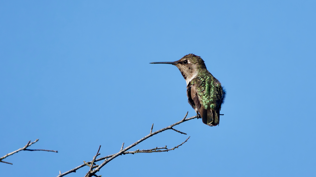 Anna's Hummingbird