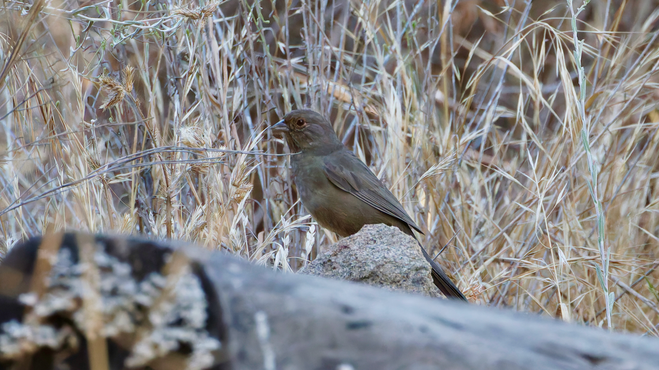 California Towhee