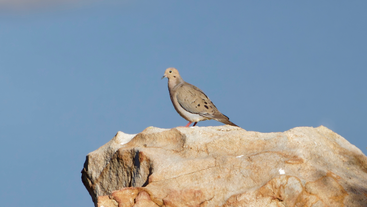 Mourning Dove