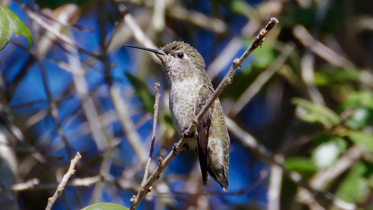Anna's Hummingbird